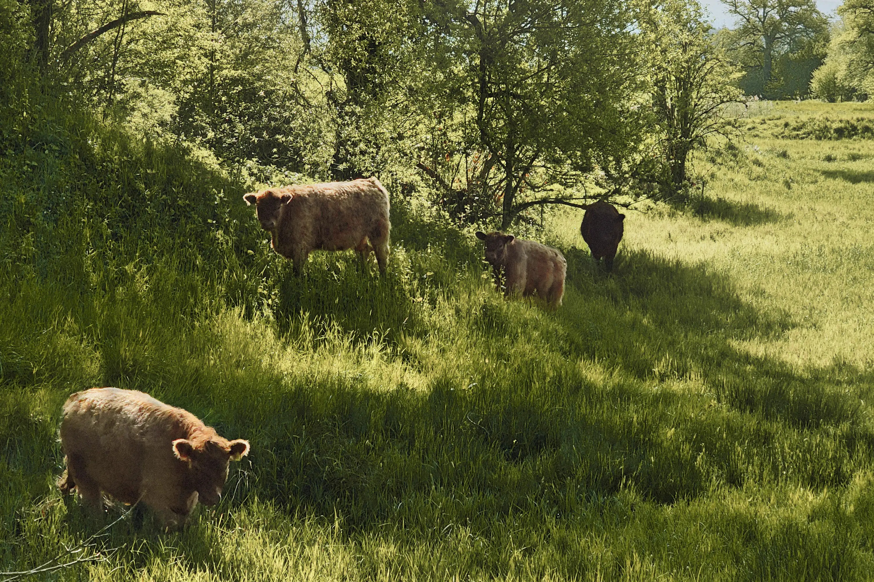 Beweidung von Naturschutzflächen