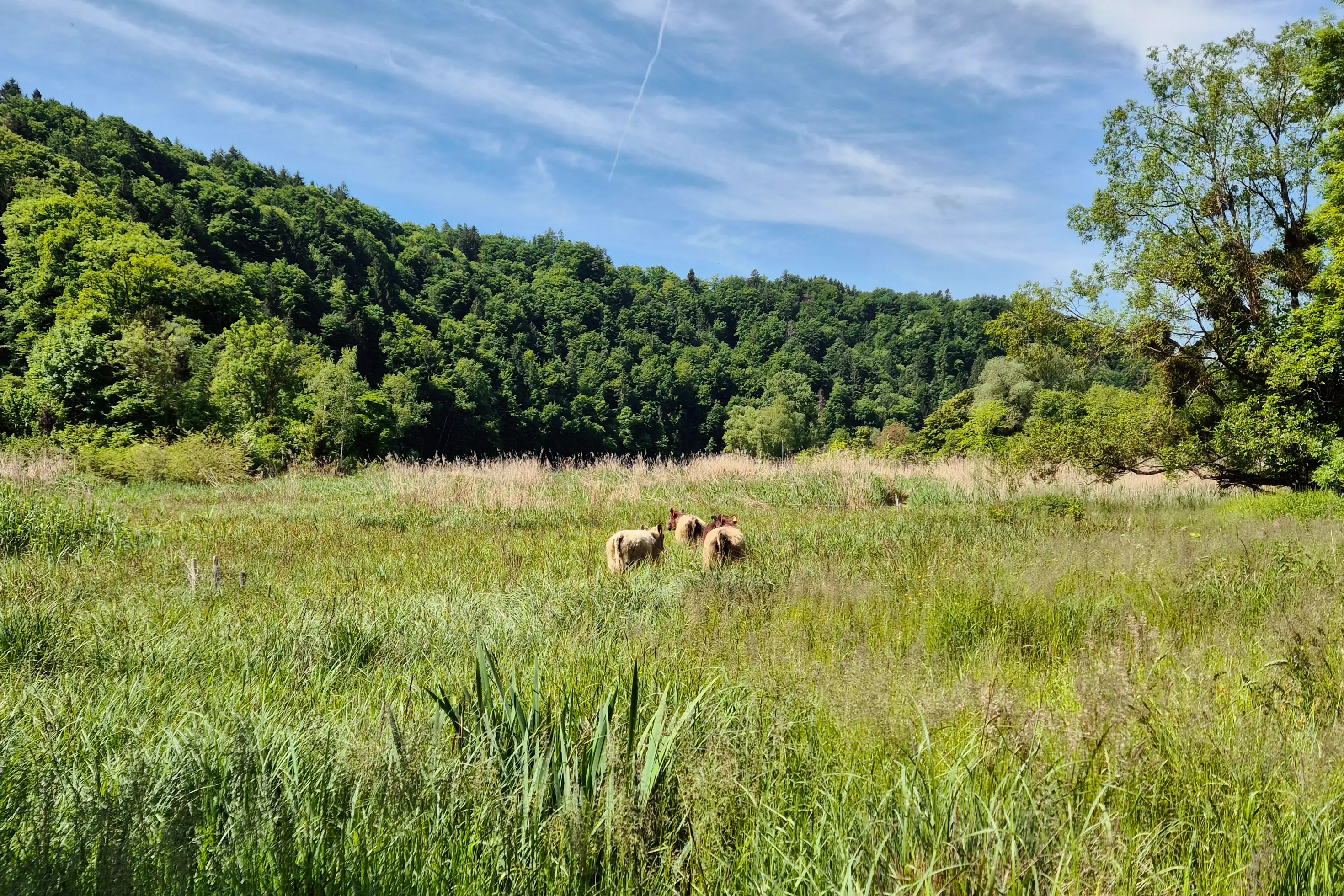 Galloways auf Naturschutzfläche